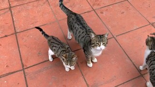 The mother cat is so good at giving birth, this is copy and paste!