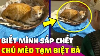 Xúc động khoảnh khắc chú mèo 'GIÀ YẾU' được bà dặn dò TRƯỚC KHI MẤT làm ai cũng nghẹn lòng 😥 Gâu Đần