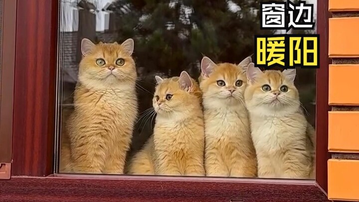 Animal Videos That Brighten Your Day!