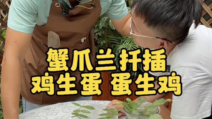 New Method for Propagating Schlumbergera via Cuttings