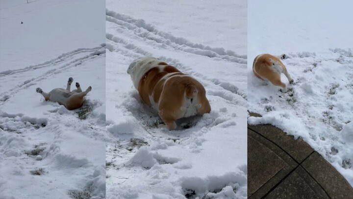 Dogs playing in the snow remind me of how I felt when I first saw snow!