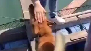 Orang baik bahkan bisa berbohong kepada anjing