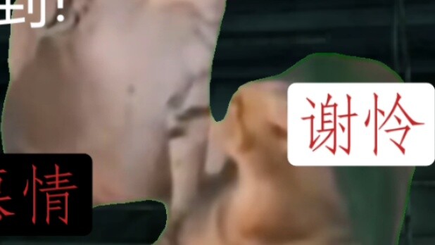 [Cat meme] Khôi phục cảnh tương giao nổi tiếng trong Thiên Quan Tứ Phúc trong Hang Thần (1) khâm phụ
