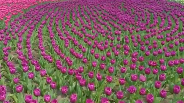 sungguh indah pemandangannya banyak bunga bermekaran