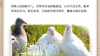 Anh Chi Hoa chúc Tết Chuột Ngứa～～～