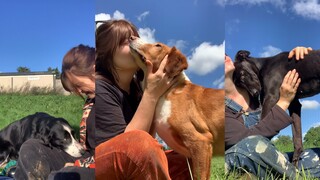 Kiss different dogs, each dog's reaction is so cute