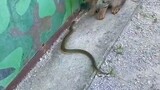 Reaksi kucing sama dengan reaksi ular. . tergigit