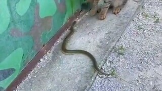 The cat's reaction is the snake's 7. . bitten