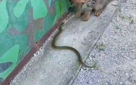 The cat's reaction is the snake's 7. . bitten