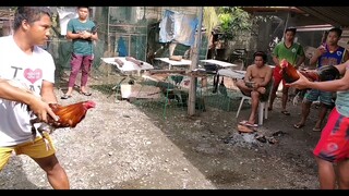 Manok ko na magaling umilag at mag timing