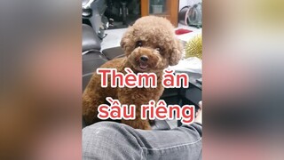 Con thèm sầu riêng quá cô chú ơi 😭😭😭 HatDe TeamHatDe DogTraining ThuCung 멍멍이 강아지 dogsofttiktok Dog