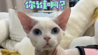 关于我带猫去宠物店洗澡结果把别人家的猫带回家这件事