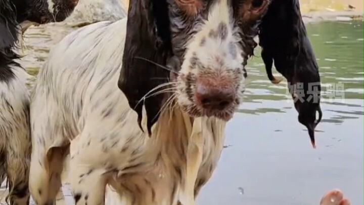 Doggy: Finally taught them—never seen anyone this hard to teach.