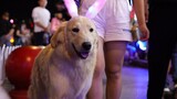 [Satwa] [Dog Person] Anjing kota Anjing desa