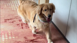 酒店前台说跟着金毛走就行…没想到