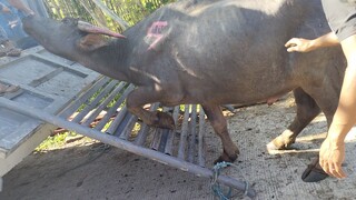loading carabao