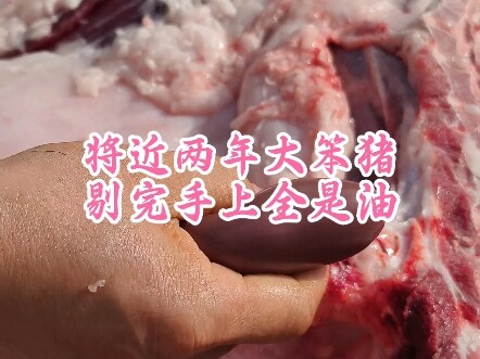 Gần hai năm rồi, con lợn bự, nhặt xong tay toàn dầu.