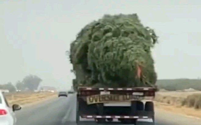 Saat jalan-jalan, aku melihat pohon ini dan langsung pengin punya satu juga!