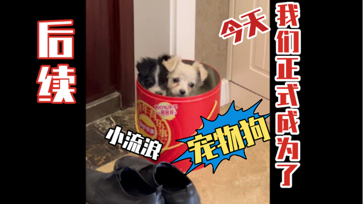 Stray Dog’s Comeback Plan, Step 1: Deworming & Choosing the Right Dog Food!