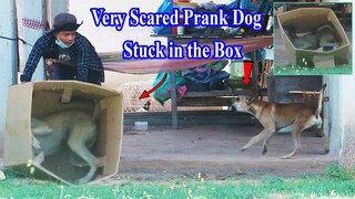 Wow !! Very Scared Prank Dog Stuck in the Super Huge Box | How to stop Laugh?