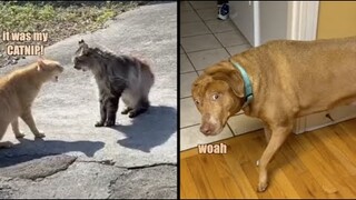 Cats Battle Into Ocean (Funny Animal Voiceovers)