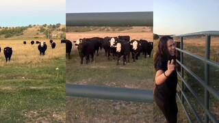 奶牛:我喜欢音乐 而你喜欢唱歌，我们就是大自然的绝配