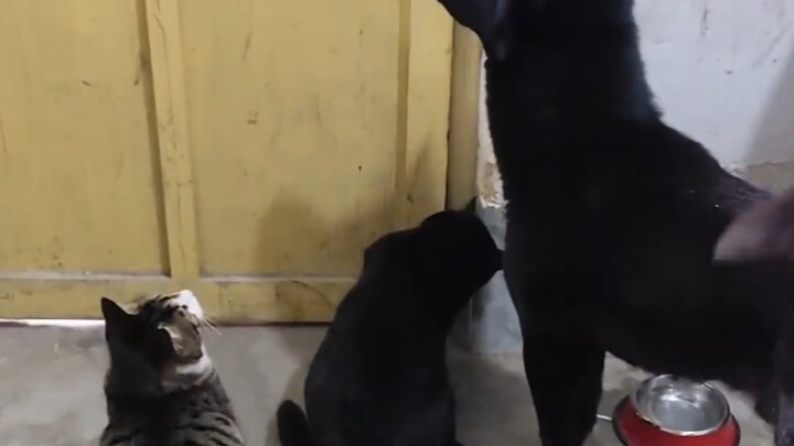 Mèo của người trung niên đúng là điềm đạm, chững chạc!