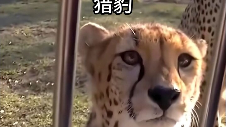 สัตว์ที่เสียงไม่ตรงกับหน้าตา