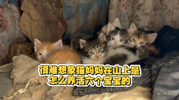 ยากจะจินตนาการว่าแม่แมวบนภูเขาเลี้ยงลูกน้อยทั้งหกตัวให้รอดได้อย่างไร