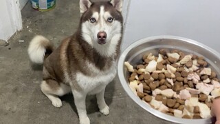 Reaksi Husky ketika makanannya diambil