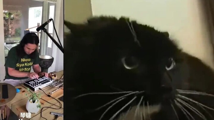 ฉันเอาเสียงร้องแบบจำใจของแมวตัวหนึ่งมาทำเป็นเพลง จับให้แน่นนะ กำลังจะขับรถแล้ว!