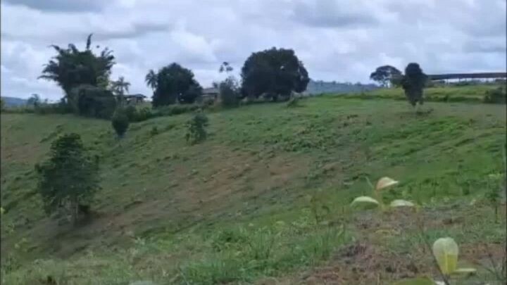 FAZENDA COM 1155 ALQUEIRÃO A VENDA