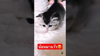 น้อนมาแว้ว😘😘😍 #ทาสแมว #คลิปแมวตลก #cutecat #คลิปสัตว์เลี้ยงน่ารัก #คลิปแมวน่ารัก #คลิปแมว #ขำๆ