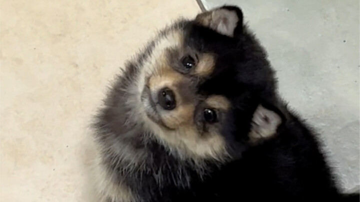 ถั่วดำตัวน้อยน่ารักมาก!