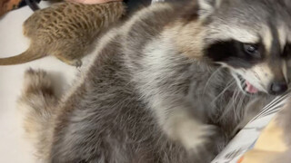 Hari itu aku mabuk, begitu pulang langsung terkapar, mereka semua mengelilingiku #RencanaDebutHewanP