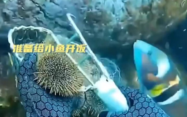 Even fish need to be bribed #SeaUrchin #FunFacts #EntertainmentRecommendation