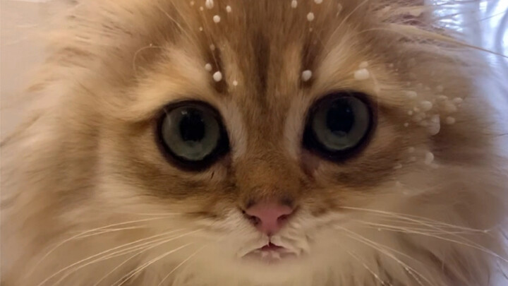 It turns out: Cats can’t drink milk face-to-face!