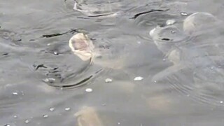 ภาพล้อเลียนร้อยปลา