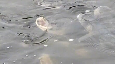 صورة سخرية من مائة سمكة