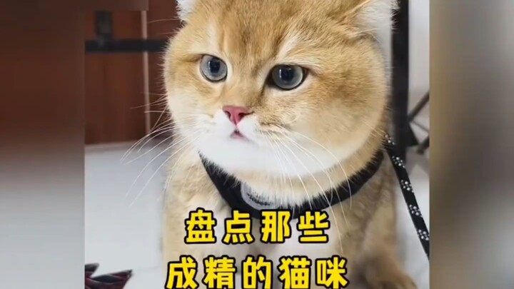 Sau khi thành lập nước Cộng hòa Nhân dân Trung Hoa, không được phép uống rượu mạnh