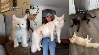 A cat bigger than a dog, cool and cute