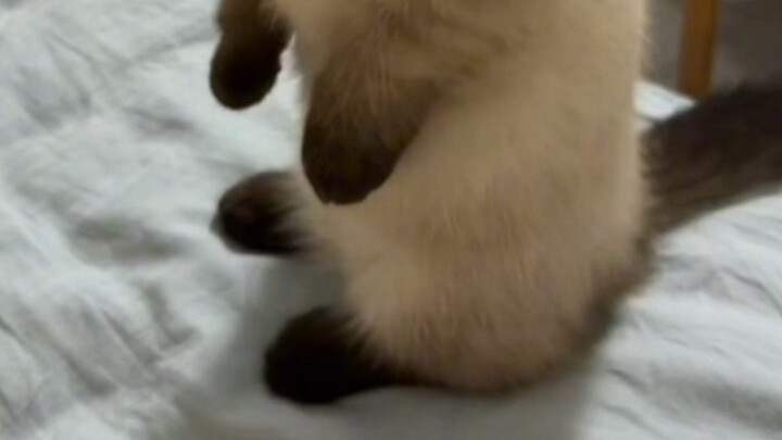 This cat’s little paws aren’t very clean—what should I do?