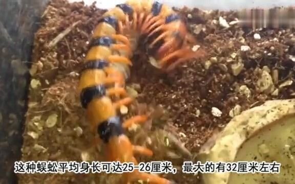 ตะขาบพิษร้ายที่สุดในโลก มีขนยาวบนหาง