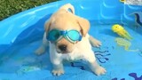 สุนัขตลกรักการว่ายน้ำ - วิดีโอลูกสุนัข 2020