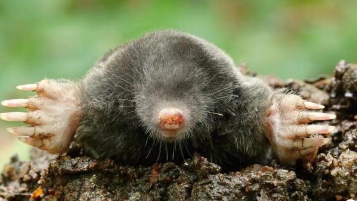 بعض المعلومات الممتعة والغريبة عن الطبيعة (الحلقة الثانية)