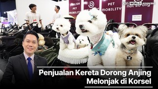 “Penjualan Kereta Dorong Anjing Melonjak di Korsel”