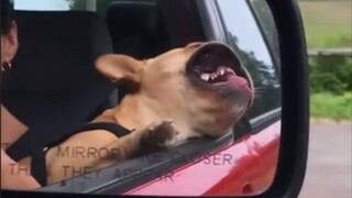 เจ้าหมาตัวนี้ไม่ได้เวอร์เกินไปหน่อยเหรอ