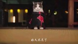 Cat (itachi ) vs cat (sasuke) kucing akatsuki