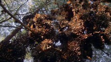 [Tập 6 - Thuyết Minh] Cuộc sống hoang dã - Life (2009) S01E06: Insects