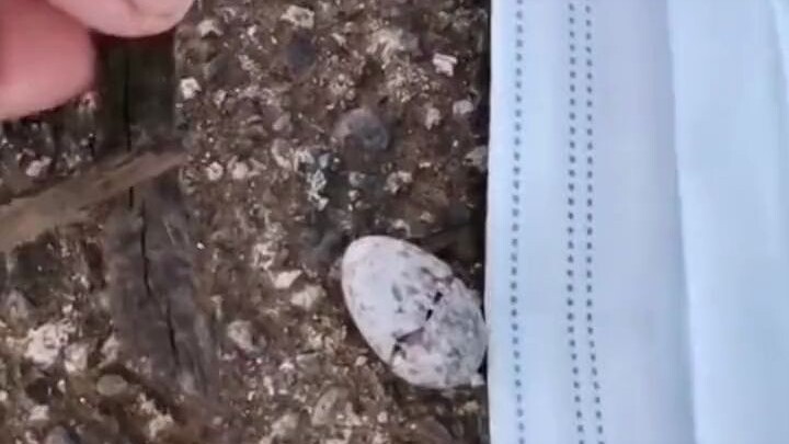 A chicken I've been raising for two and a half years